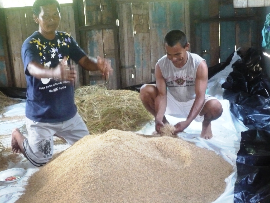 Produção de Arroz com o apoio da assistência técnica do IDAM na aldeia Kamicua