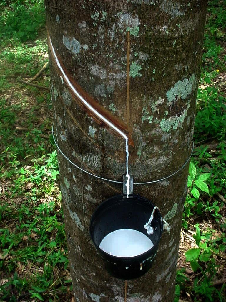 coleta do látex