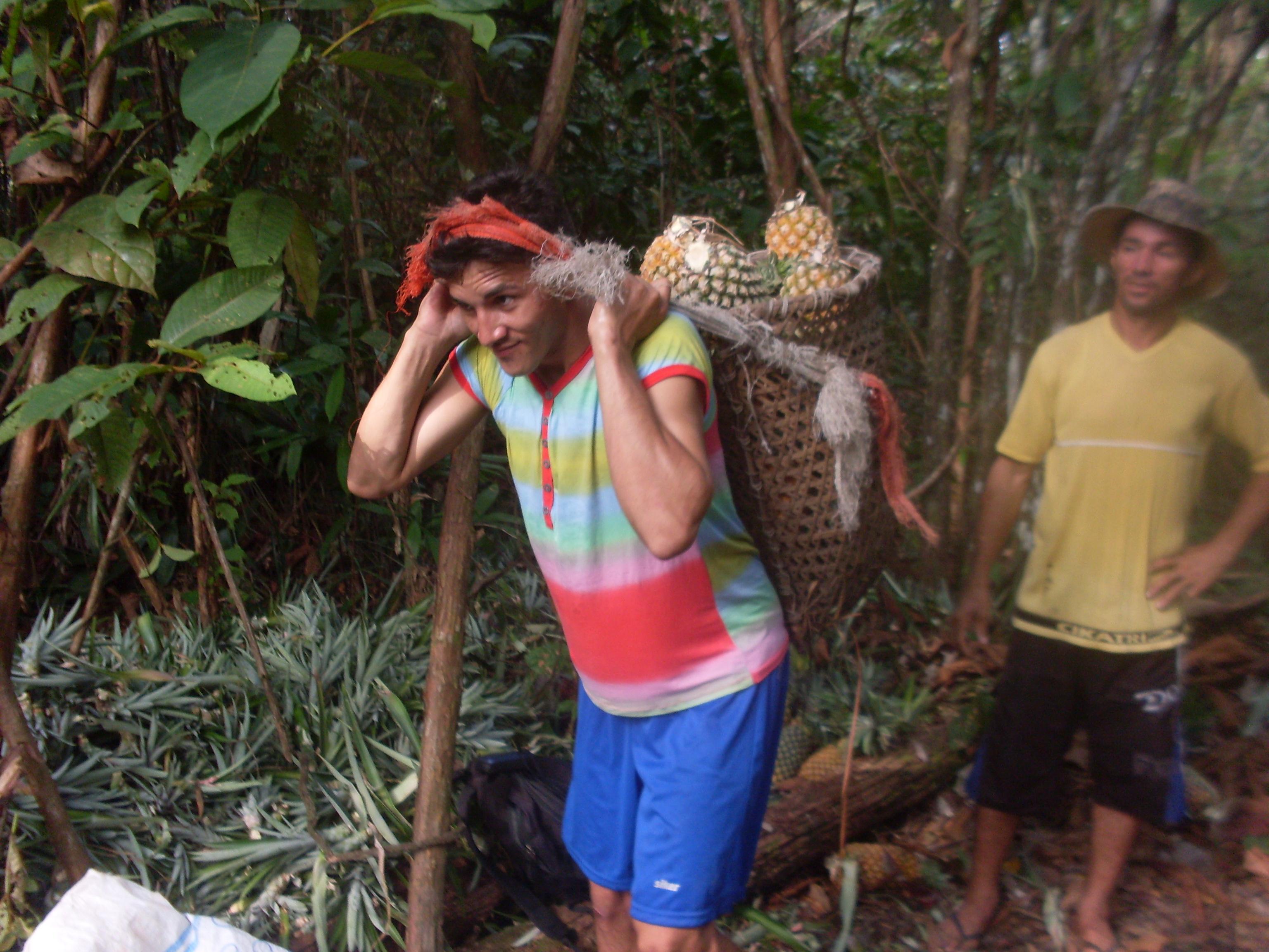 Colheita do abacaxi