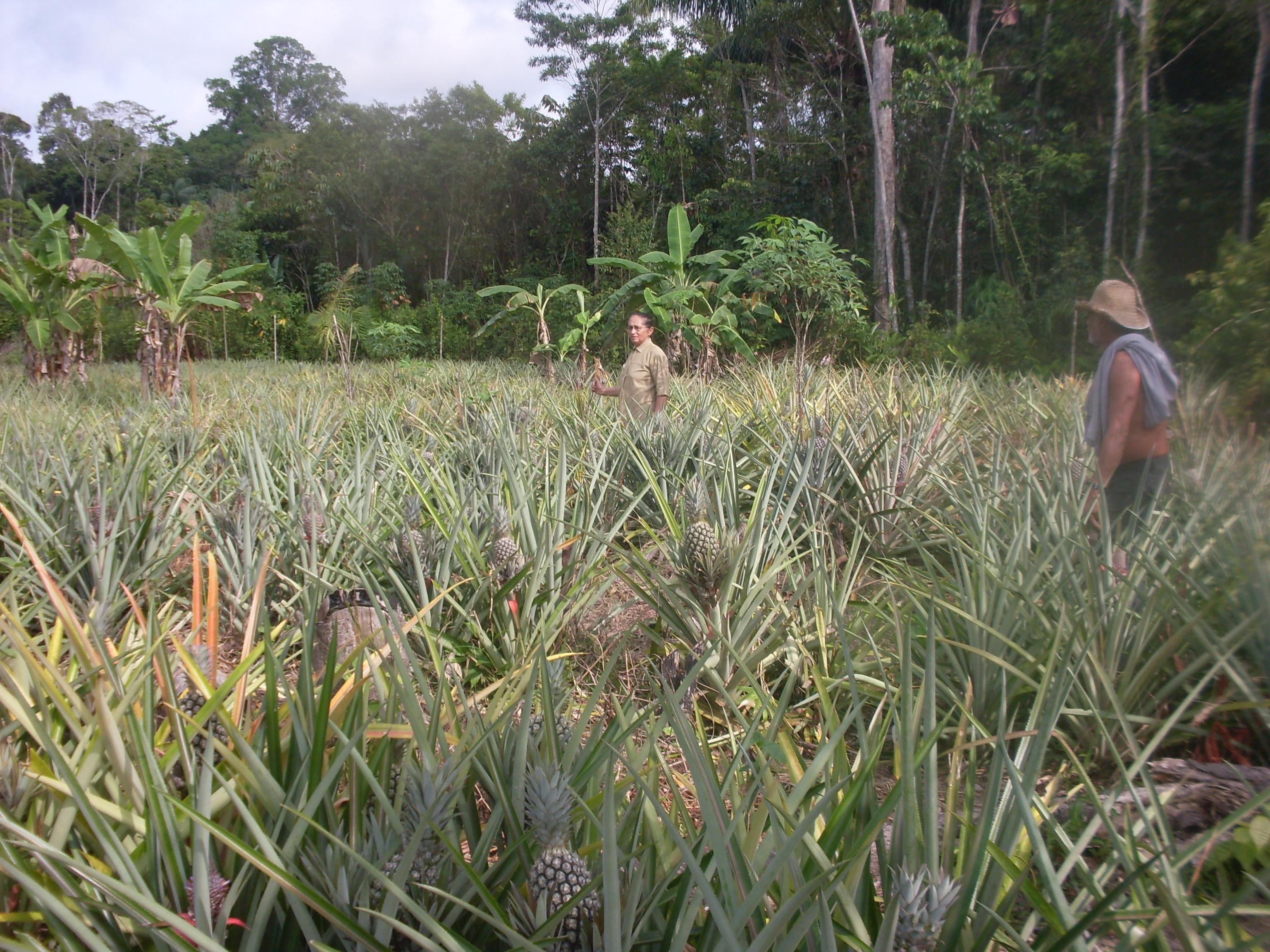 Plantação de abacaxi
