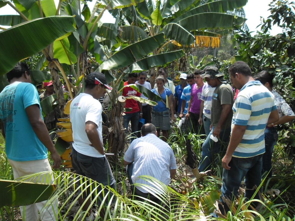 Agricultores aprendendo técnicas sobre fruticultura