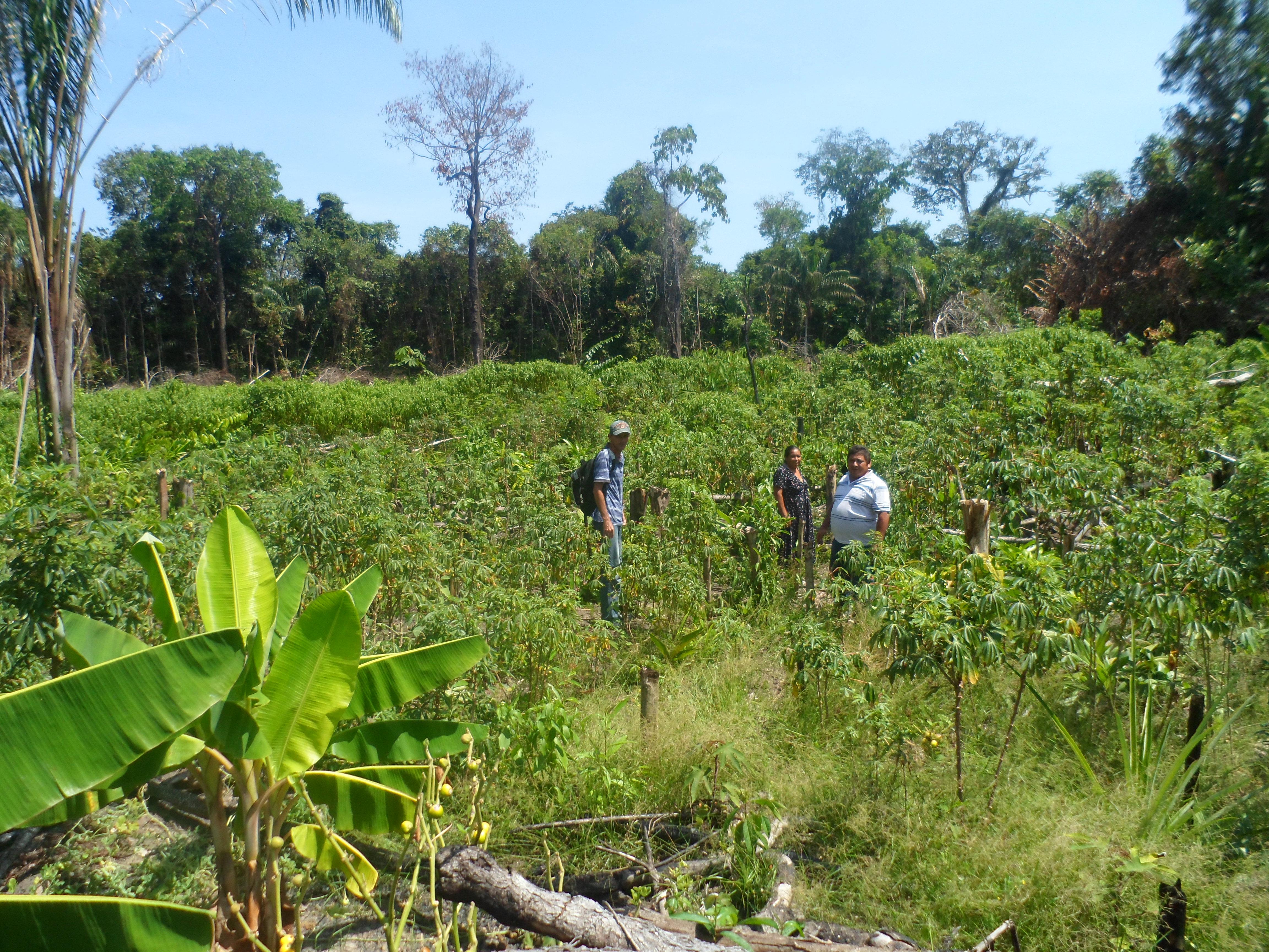 Visitas de Ater em plantio de mandioca