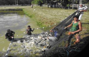 Imagem da notícia - Governo do Amazonas incentiva a criação de peixes em Parintins
