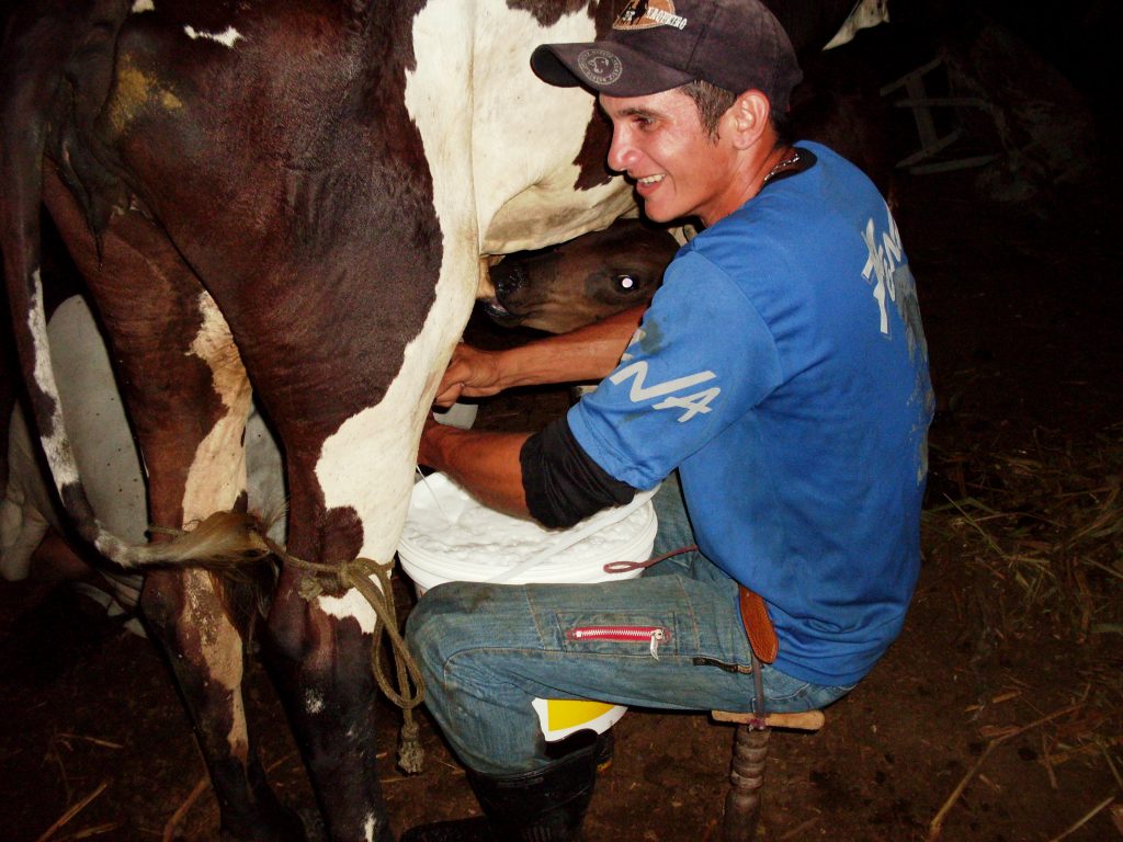 Ordenha higiênica manual 