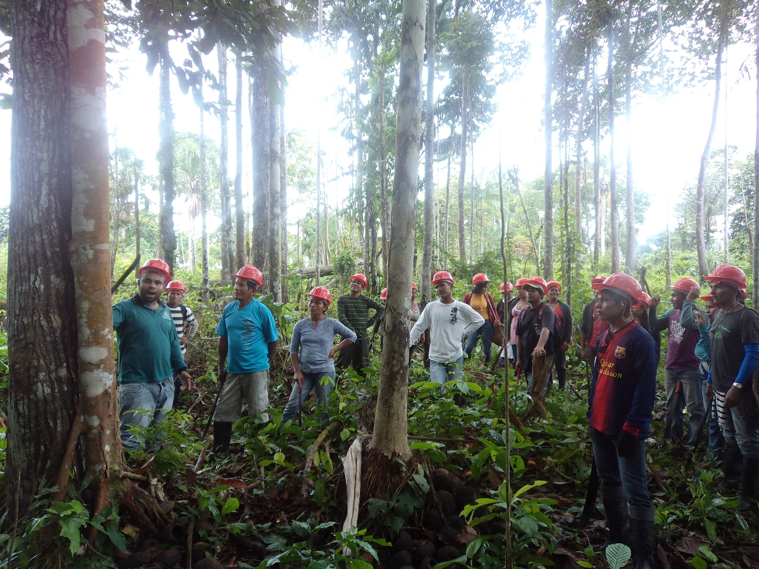 Técnico explicando etapas dos tratos silviculturais (corte do cipó, limpeza do ouriço, entre outros) Foto: IDAM/Amaturá