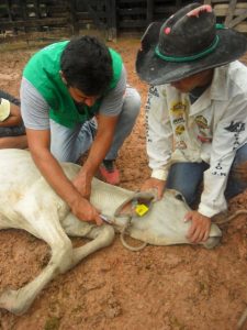 Coleta de sangue para estudo soroepidemiológica. Foto: IDAM/ Novo Aripuanã