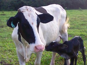 Diamante Negro Maio   2013