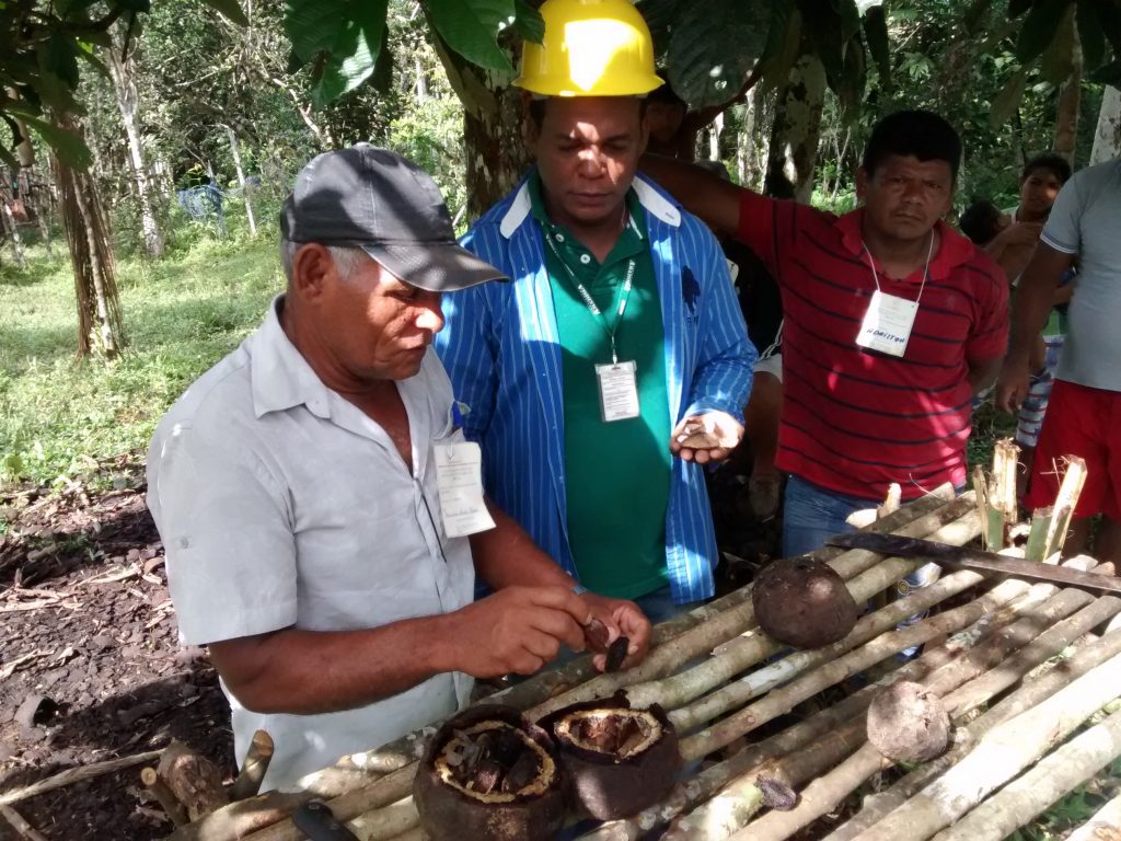 castanha do brasil capacitação coari