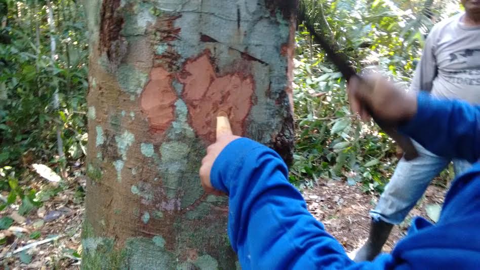 Foto : IDAM / Beruri