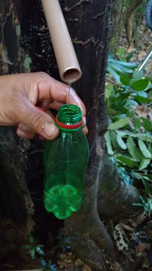 Extrativista coletando o óleo de copaíba. Foto : IDAM / Beruri