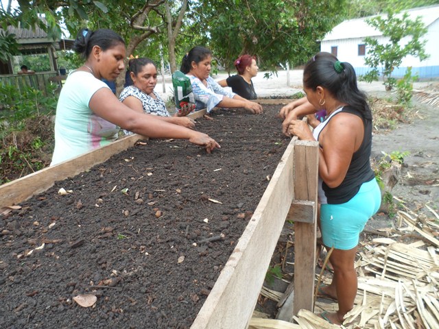 Agricultoras indígenas realizando a semeadura do coentro Foto: IDAM Barcelos