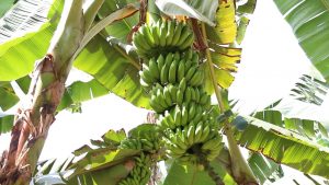 Imagem da notícia - Comunidade de Ipixuna registra alta na produção de banana