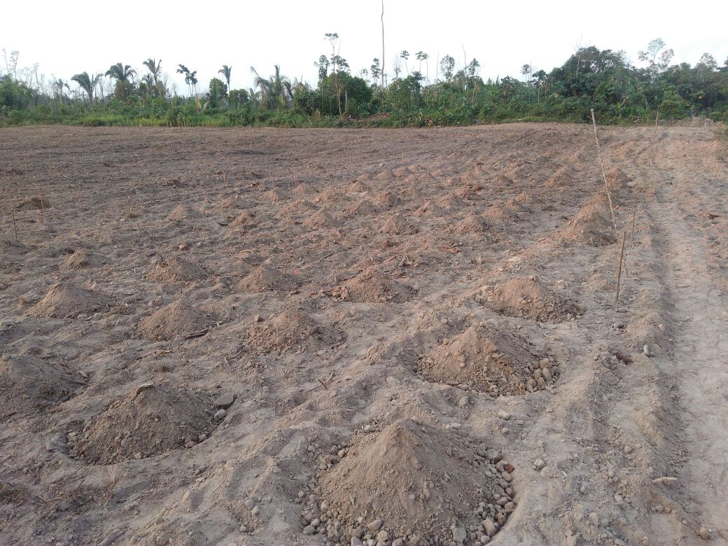 Cultivo tradicional em covão