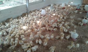 Pequenos criadores de aves de corte e postura assistidos pelo IDAM alavancam a produção de ovos em Japurá