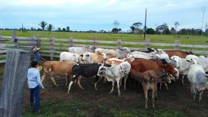 Imagem da notícia - Sepror vai investir nas potencialidades do gado e do laticínio de Santo Antonio do Matupi, em Manicoré