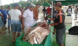 Imagem da notícia - Idam realiza Feira do Pirarucu Manejado no município de Japurá
