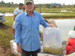 Imagem da notícia - Idam de Apuí distribui 13 mil alevinos de tambaqui para incentivar  piscicultura local