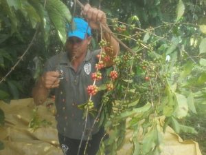 Imagem da notícia - Idam de Apuí valoriza a cadeia produtiva do café local