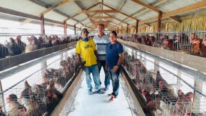 Imagem da notícia - Boa Vista do Ramos avança na produção de ovos