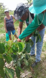 Imagem da notícia - Produtores recebem orientação quanto ao cultivo de guaraná