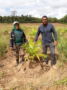 Imagem da notícia - Produtor rural tem sua primeira colheita de açaí