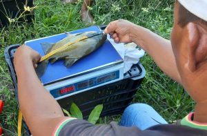 Idam em Alvarães realiza demonstração de método em peixes