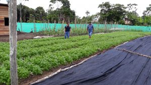 Idam realiza vistoria técnica em produção de hortaliças em Tabatinga