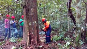 Imagem da notícia - Manejadores florestais produzem mais de 3,4 mil metros cúbicos de madeira licenciada ao ano