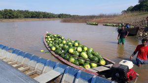 Comunidades de Manicoré estimam produção de 600 mil frutos de melancia na primeira safra