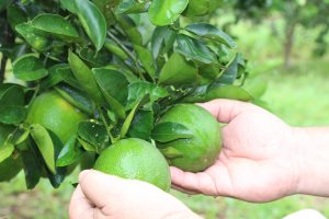 Imagem da notícia - Tecnologias utilizadas na produção de citros são incentivadas durante a 41ª Expoagro