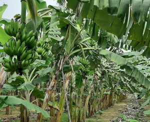 Imagem da notícia - Dias de Campo apresentam tecnologias para produção de banana no AM