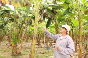 Imagem da notícia - Produtores rurais de Silves conhecem tecnologias para produção de banana no estado do Amazonas
