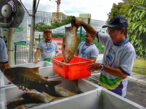 Imagem da notícia - Oitava edição do programa ‘Peixe no Prato’ vai atender moradores do Puraquequara