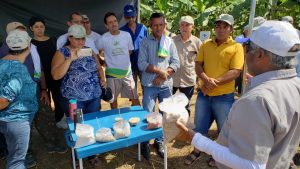 Imagem da notícia - Dia de Campo apresenta tecnologias para plantio de banana em Presidente Figueiredo