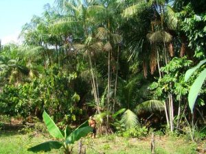 Live da série Amazônia em Foco aborda Sistemas Agroflorestais
