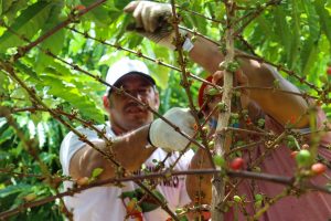 Café da variedade Robustas Amazônicos se mostra promissor para cafeicultura no estado