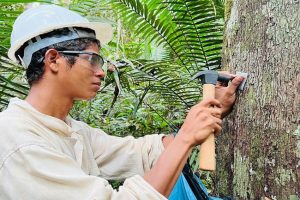 Idam coordena ação para o manejo florestal no sul do município de Canutama
