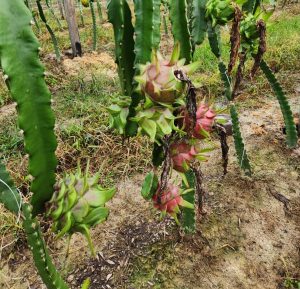 Rentável, cultivo de pitaya passa por expansão entre produtores e agricultores do Amazonas