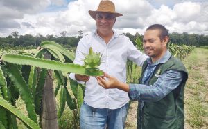 Cultura da Pitaya oferece oportunidades para o desenvolvimento rural no Amazonas