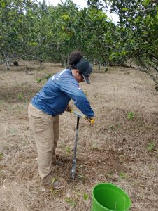 Em Vila Rica Caviana, técnicos do Idam conduzem coleta de solo para análise em propriedades de produtores de laranja