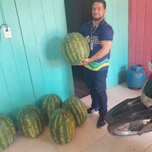 Em Itamarati, Governo do Estado acompanha o início do período de colheita da melancia