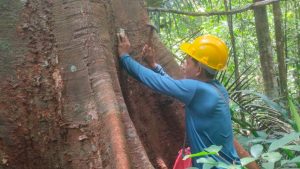 Imagem da notícia - Idam inicia projeto de Plano de Manejo Florestal Sustentável para Nova Olinda do Norte e Canutama