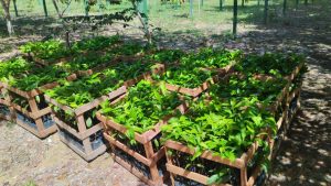 Imagem da notícia - Agricultores de Itapiranga vão receber 1,5 mil mudas de castanha-do-Brasil distribuídas pelo Governo do Amazonas