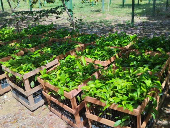 Agricultores de Itapiranga vão receber 1,5 mil mudas de castanha-do-Brasil distribuídas pelo Governo do Amazonas