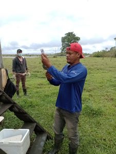 Imagem da notícia - Caapiranga e Iranduba registram 540 bovinos e bubalinos vacinados contra febre aftosa, segundo o Idam