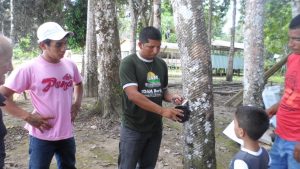 Imagem da notícia - Extrativistas recebem orientações sobre corte e sangria da seringueira