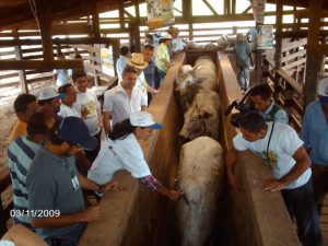 Imagem da notícia - Campanha contra aftosa pretende imunizar mais de 14 mil cabeças de gado