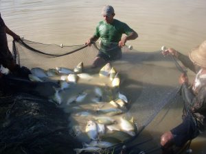 Imagem da notícia - Governo do Estado incentiva licenciamento da piscicultura no Alto Solimões