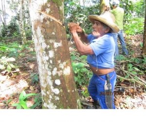 Imagem da notícia - IDAM incentiva produção de borracha em Urucará