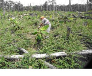 Imagem da notícia - IDAM incentiva agricultores familiares a cultivarem banana consorciada com feijão